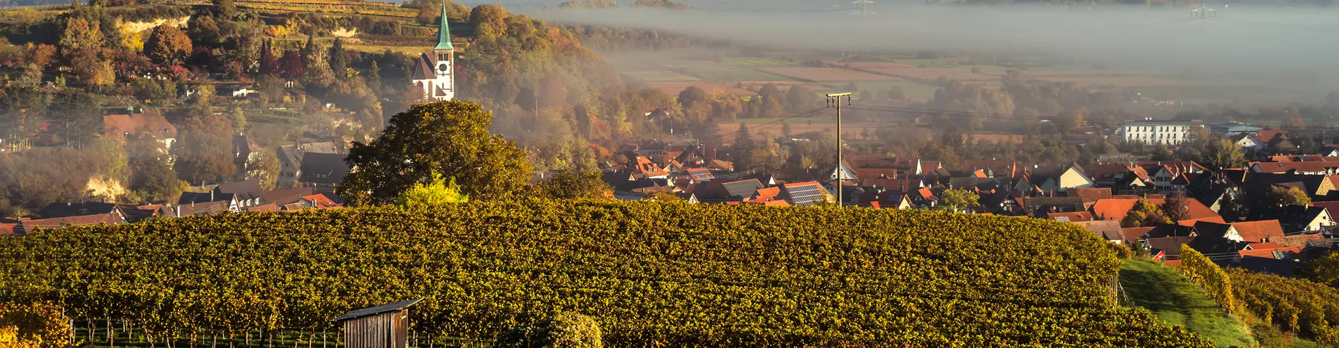 Blick über die Reben Bahlingen am Kaiserstuhl