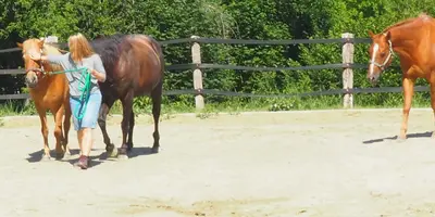 Eine Frau wird mit zwei Pferden gecoacht