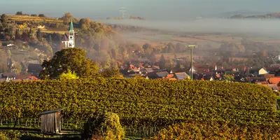 Blick über die Reben Bahlingen am Kaiserstuhl