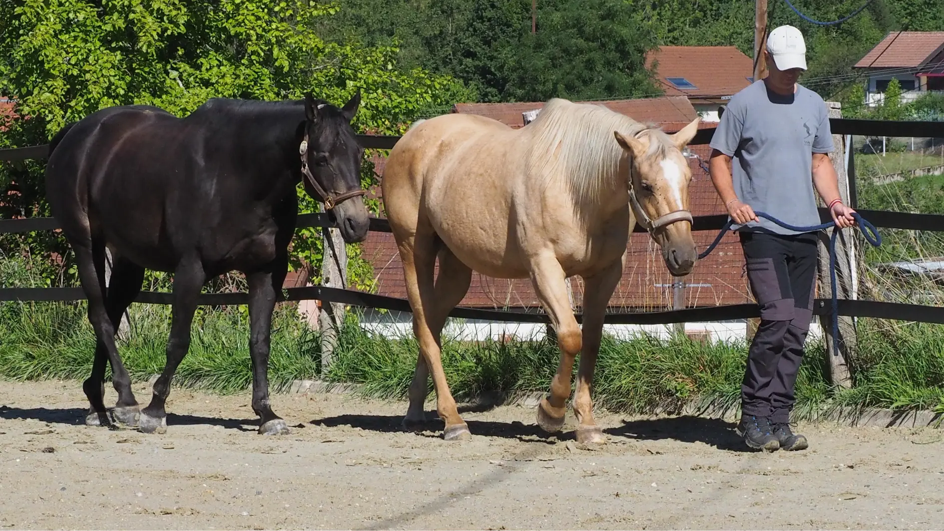 Ein Mann wird mit Pferden gecoacht