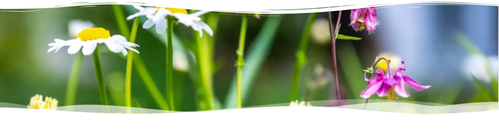 Wiese GmbH cover